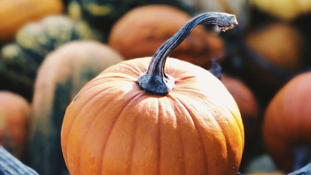 fall-fest