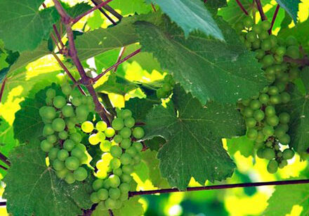 0e3853428_1416438714_blog-102014-promo-440px