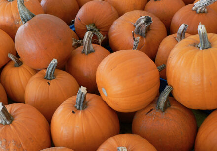 0e4647128_1446749655_irving-pumpkins-440-web